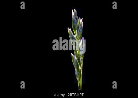 heath-grass (Danthonia decumbens), inflorescence against black background, Netherlands Stock Photo