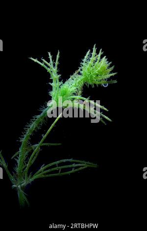 Bristly Stonewort (Chara hispida), stem, Netherlands Stock Photo