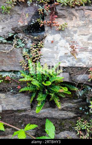 Common spleenwort, Rustyback (Asplenium ceterach, Ceterach officinarum), growing at a wall, Germany, Eifel Stock Photo