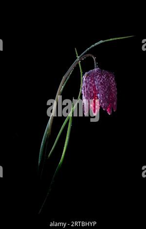common fritillary, snake's-head fritillaria (Fritillaria meleagris), flower against black background, Netherlands, Groningen Stock Photo