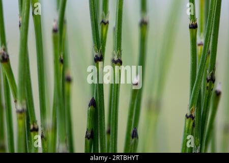 dwarf scouring-rush, Sedge-like horsetail (Equisetum scirpoides), sprouts, Netherlands, Gelderland Stock Photo