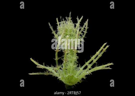 Bristly Stonewort (Chara hispida), stem, Netherlands Stock Photo