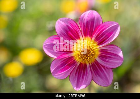 A close up image of a purple single Dahlia flower.The plant is in bloom during a late British summer.There are out of focus blooms in the background Stock Photo