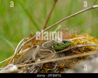 sand lizard, Lacerta agilis Stock Photo