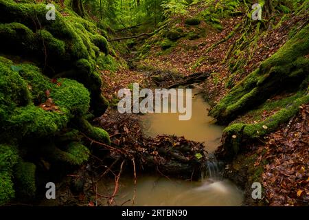 The Erlesbach in the Wotansborn forest reserve in the Steigerwald Nature Park, Rauhenebrach, Haßberge district, Lower Franconia, Franconia, Germany Stock Photo