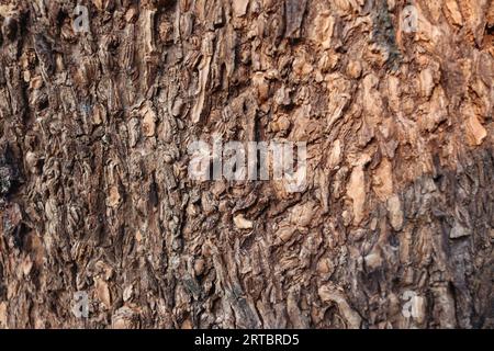 Photo of Mango tree bark with roots inside Stock Photo