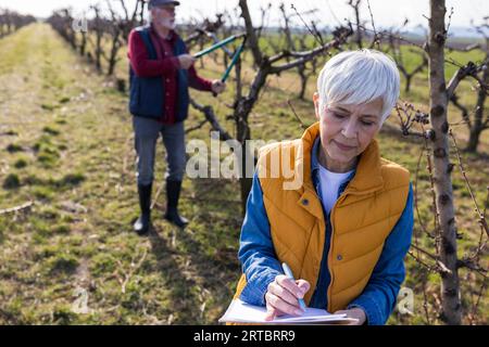 Mature couple pruning branches of fruit trees in orchard in early spring time Stock Photo