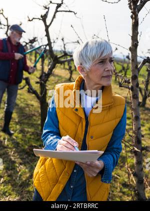 Mature couple pruning branches of fruit trees in orchard in early spring time Stock Photo