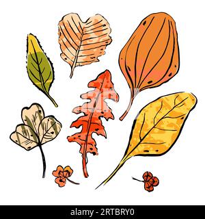 Autumn Leaves sketch set. Hand-drawn color textured herbs on white background. Doodle plants collection. Nature, gardening, forest, fall sign. Leaf of Stock Vector