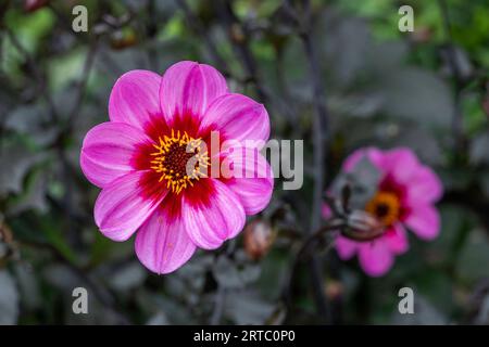 garden show Arborethum Ellerhoop, Hamburg, Germany Stock Photo