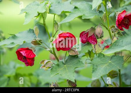 garden show Arborethum Ellerhoop, Hamburg, Germany Stock Photo