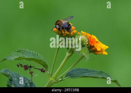 garden show Arborethum Ellerhoop, Hamburg, Germany Stock Photo