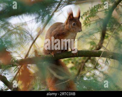 Eurasian red squirrel, common squirrel, squirrel, Sciurus vulgaris Stock Photo