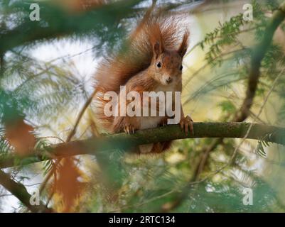 Eurasian red squirrel, common squirrel, squirrel, Sciurus vulgaris Stock Photo
