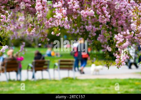 Pink blossoming tree against defocused people relaxing in the park Stock Photo