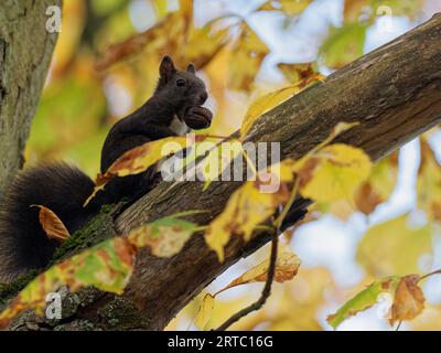 Eurasian red squirrel, common squirrel, squirrel, Sciurus vulgaris Stock Photo