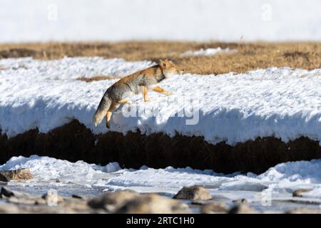 Tibetan sand fox from gurudongmar lake, North Sikkim Stock Photo