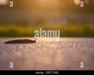 Close up of a snail on asphalt Stock Photo