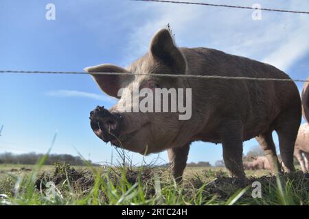 Granja de cerdos y vacas en Argentina Stock Photo