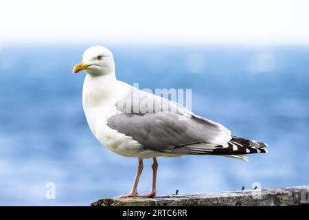 Portrait of a seagull in front of the blue sea, Atlantic, Norway Stock Photo