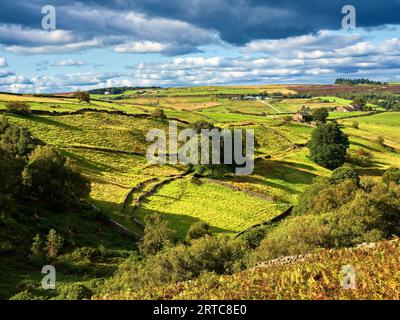 Summer on Haworth Moor and the heather is in bloom Stock Photo