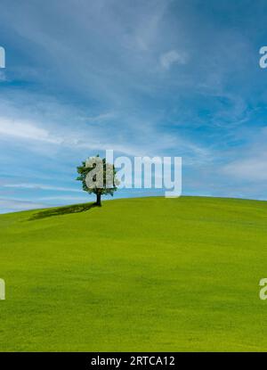 Lonely tree on lush green grass in front of blue sky on a hill in Tuscany countryside, Italy Stock Photo