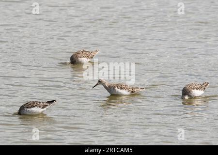 Ruff, Philomachus pugnax.  In winter plumage, feeding on the Freshwater Marsh at Titchwell RSPB reserve. Stock Photo