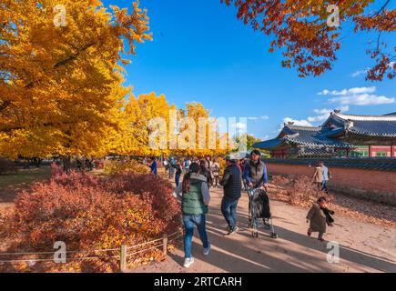 Seoul, South Korea - October 1, 2014: autumn ginkgo trees in the morning with yellow leaves On a clear day in gyeongbokgung palace, Seoul, korea Stock Photo