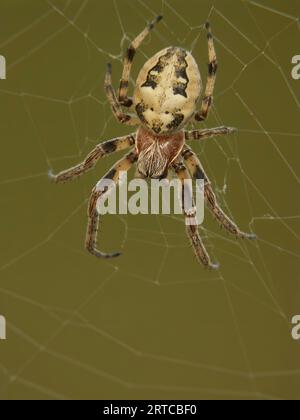 Natural closeup on a female Furrow orbweaver spider, Larinioides cornutus in her web Stock Photo