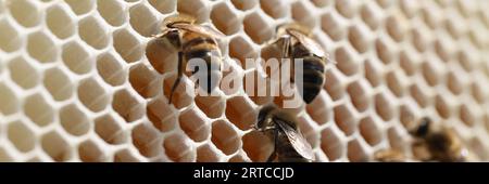 Close up bees on background of honeycombs. Stock Photo