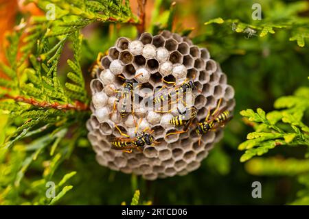 A nest with several house field vests on a hedge, Darmstadt, Germany Stock Photo