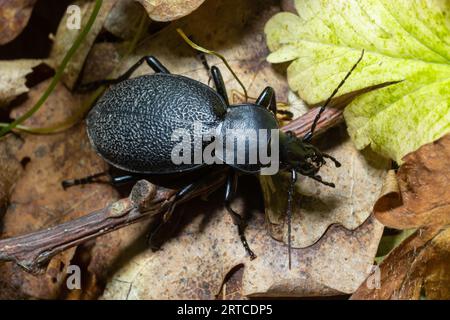 Carabus coriaceus is a species of beetle widespread in Europe, where it is primarily found in deciduous forests and mixed forests. Close up. Stock Photo