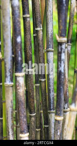 A close up shot of Bamboo canes Stock Photo