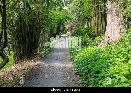 A Bamboo lined path in the Jungle Garden at the Lost Gardens of Heligan, Pentewan, St.Austell, Cornwall, England, UK Stock Photo