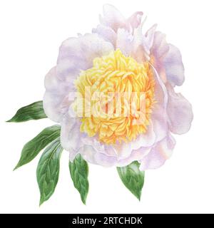 watercolor summer flowers - colorful peonies in botanical style. Perfect for greeting cards, covers, prints, patterns, scrapbooking, logo Stock Photo