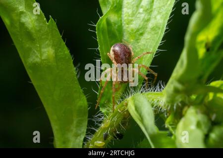 Adult Male Running Crab Spider of the Family Philodromidae. Stock Photo