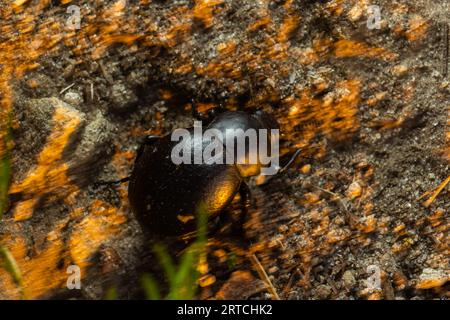 Bloody Nosed Beetle, Blood Spewer Beetle, Blood Spewing Beetle, Timarcha tenebricosa. Stock Photo