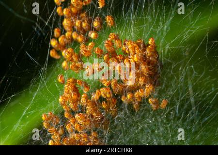 Baby orb weaver spiders, spiderlings, in nest, Yellow and black, macro. Stock Photo