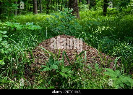 A large anthill in a spruce forest.The house of ants.Forest reserve forest.Walking in the fresh forest. Stock Photo