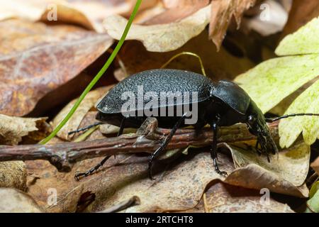 Carabus coriaceus is a species of beetle widespread in Europe, where it is primarily found in deciduous forests and mixed forests. Close up. Stock Photo