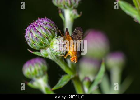 Macro of a fruit fly Xyphosia miliaria of the Tephritidae family on a budrock flower. Stock Photo