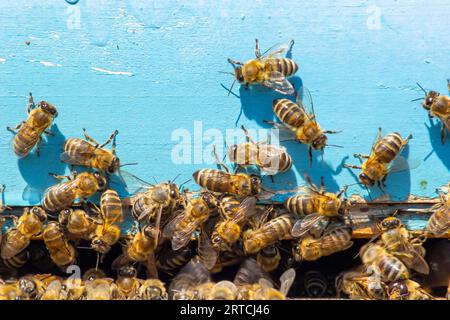 A lot of bees returning to bee hive and entering beehive with collected floral nectar and flower pollen. Swarm of bees collecting nectar from flowers. Stock Photo