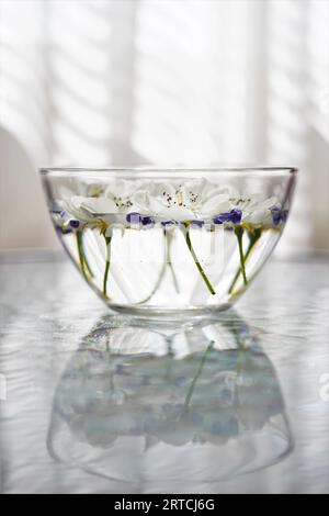 White blooming flowers and purple flower seeds in a glass bowl with water on glass table. Stock Photo