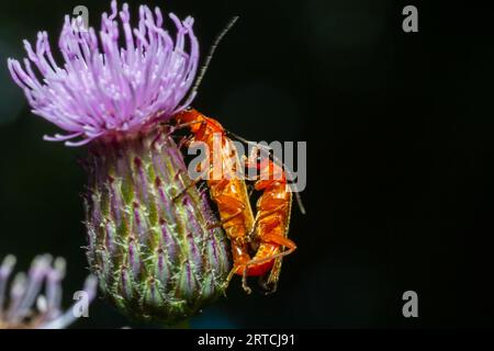 The common red soldier beetles on the blooming purple flower of spear thistle Cirsium vulgare Close-up of Rhagonycha fulva reproducing during spring. Stock Photo