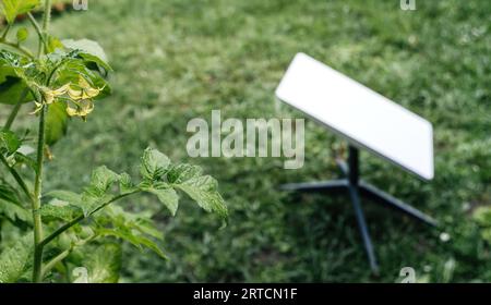 A tomato flower takes center stage in the foreground, artfully brought into sharp focus, with a satellite antenna in the backdrop, symbolizing the vital role it plays in ensuring internet connectivity. Stock Photo