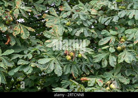 horse chestnut tree Stock Photo
