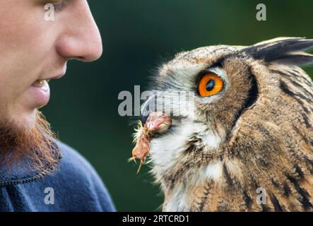 Eurasian Eagle Owl with prey & handler Stock Photo