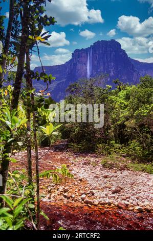 The Angel Falls It is the world's tallest uninterrupted waterfall, with a height of 979 meters in the Canaima National Park, Bolivar State, Venezuela Stock Photo