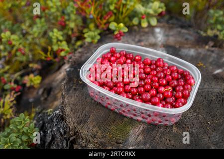 Lingonberries in a plastic container on top of a tree stump in nature, Finland. Stock Photo