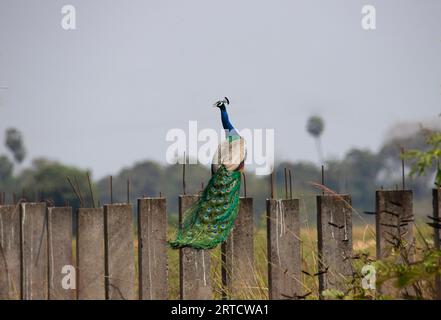 Peacock wandering wild in an open field Stock Photo
